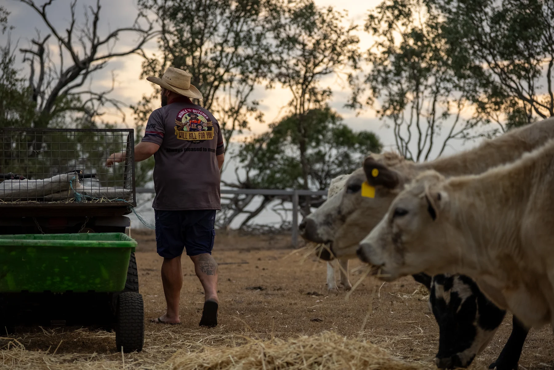A regional cattle producer feeding livestock during a documentary content shoot